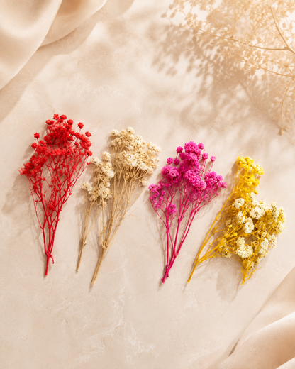 Dried Baby's Breath - Mix of 4 Colors