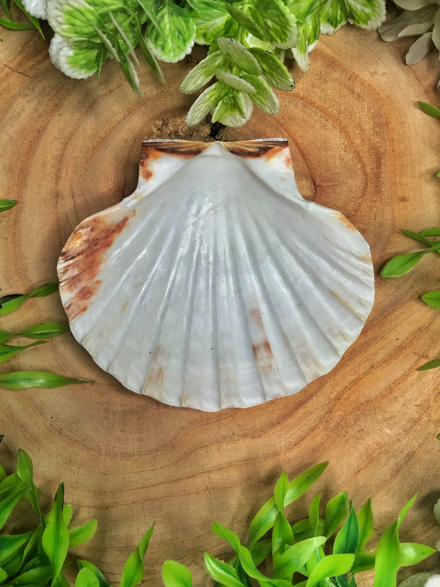 Shell